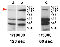 RDR2 | RNA-dependent RNA polymerase 2 in the group Antibodies for Plant/Algal  / DNA/RNA/Cell Cycle / Transcription regulation at Agrisera AB (Antibodies for research) (AS15 3097)